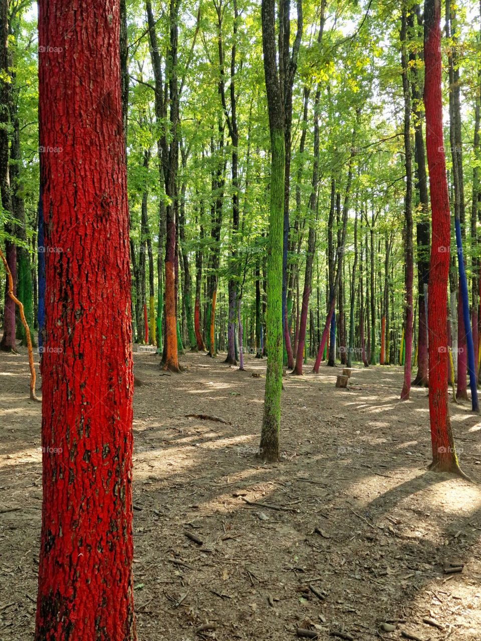 colored forest