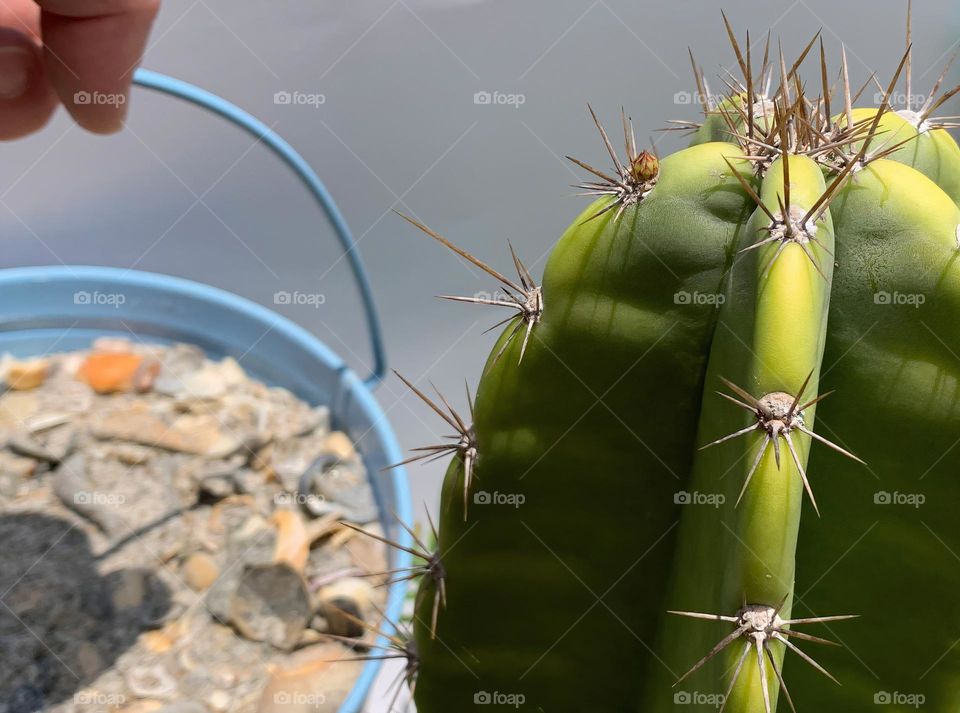 Summer versus spring showing a green cactus plant with sharp sparks by a blue pale or bucket filled from beach sand and seashells with white background with hand holding it comparison.