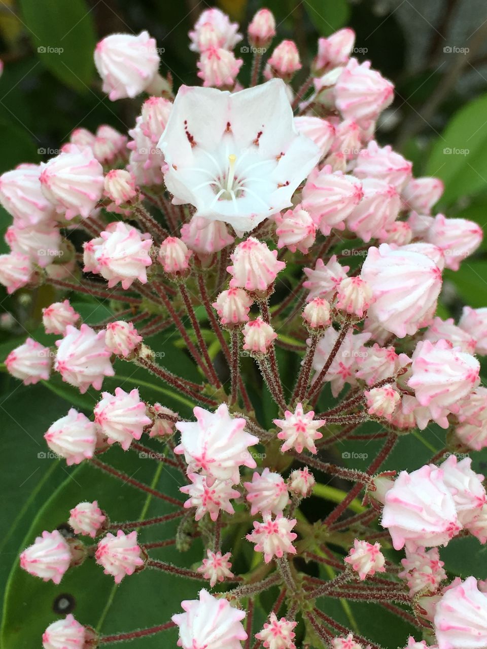 Pink mountain laurel