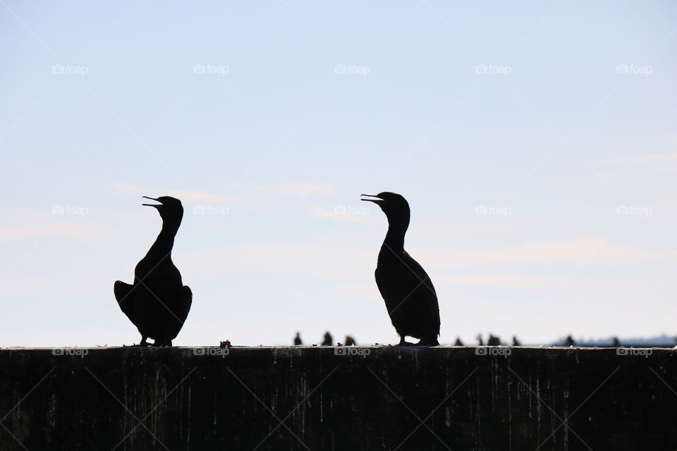 Geese singing 