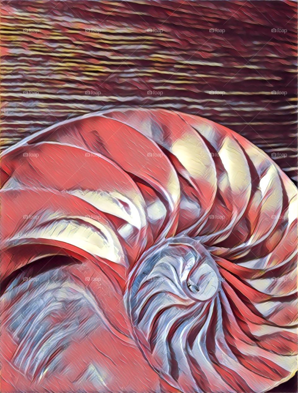 Nautilus shell cross section spiral symmetry 