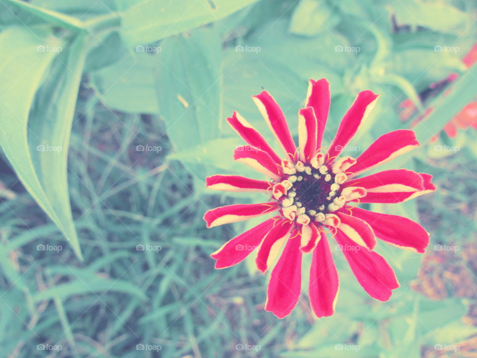 Red flower 
