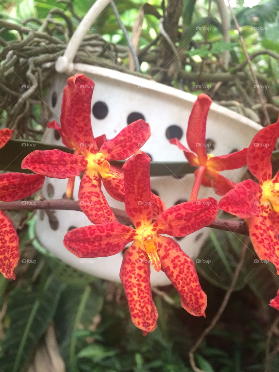 My orchid, São Paulo, Brazil