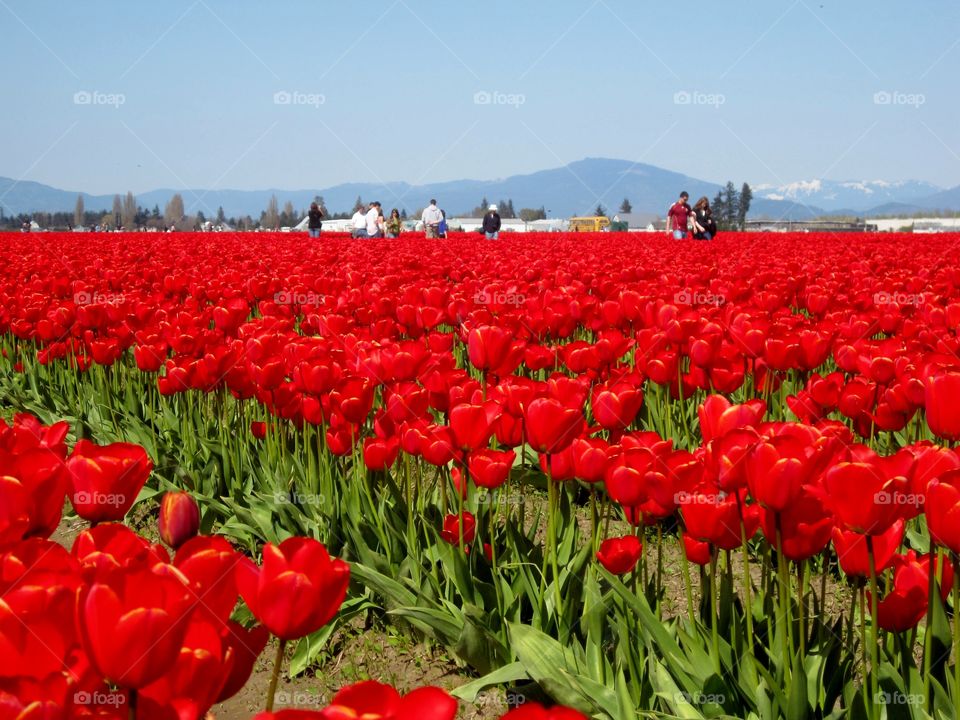 The field of tulip flowers
