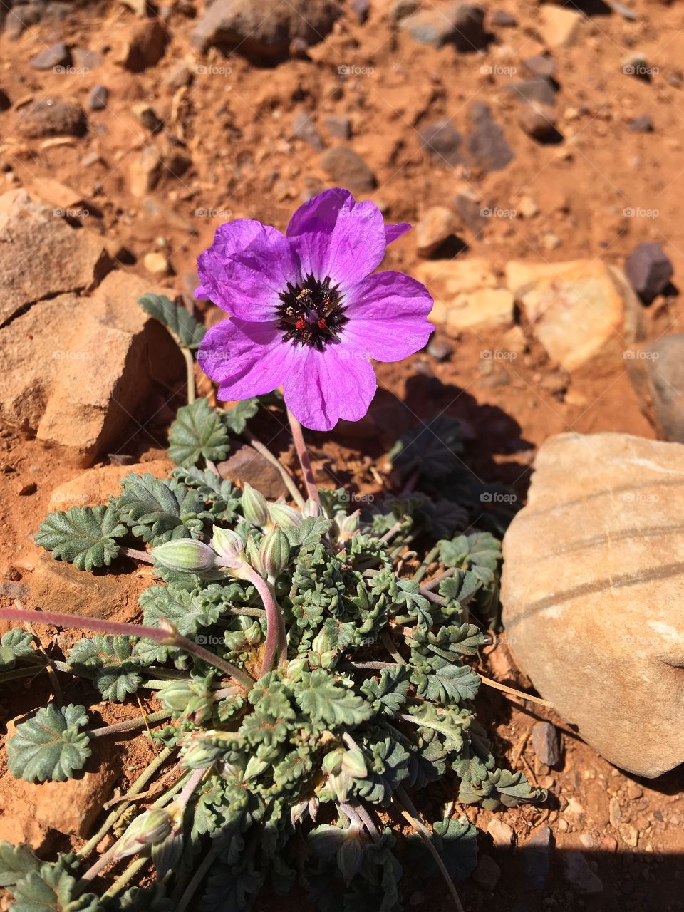 No Person, Flower, Nature, Outdoors, Flora