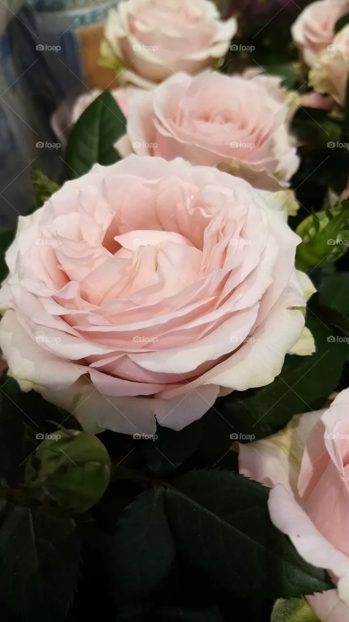 Blumen