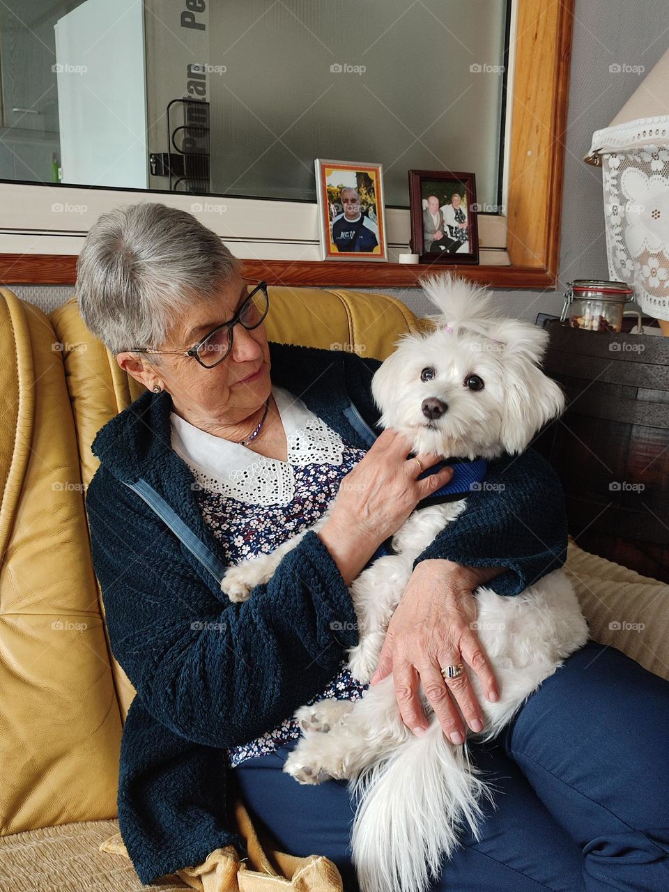 My little Maltese bichon