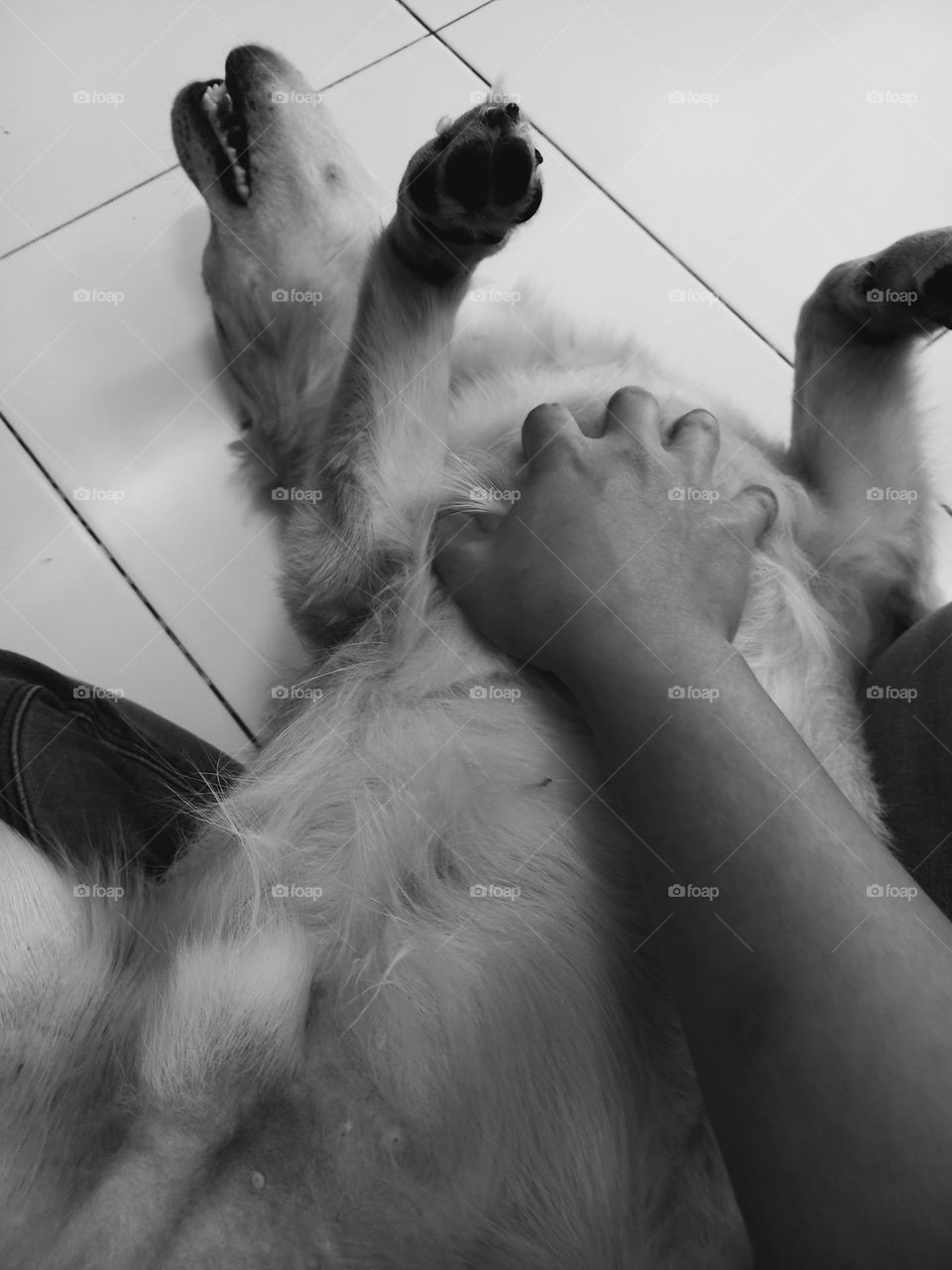 Dog enjoying a belly rub