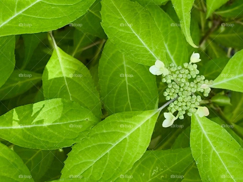 Hydrangea beginning to bloom