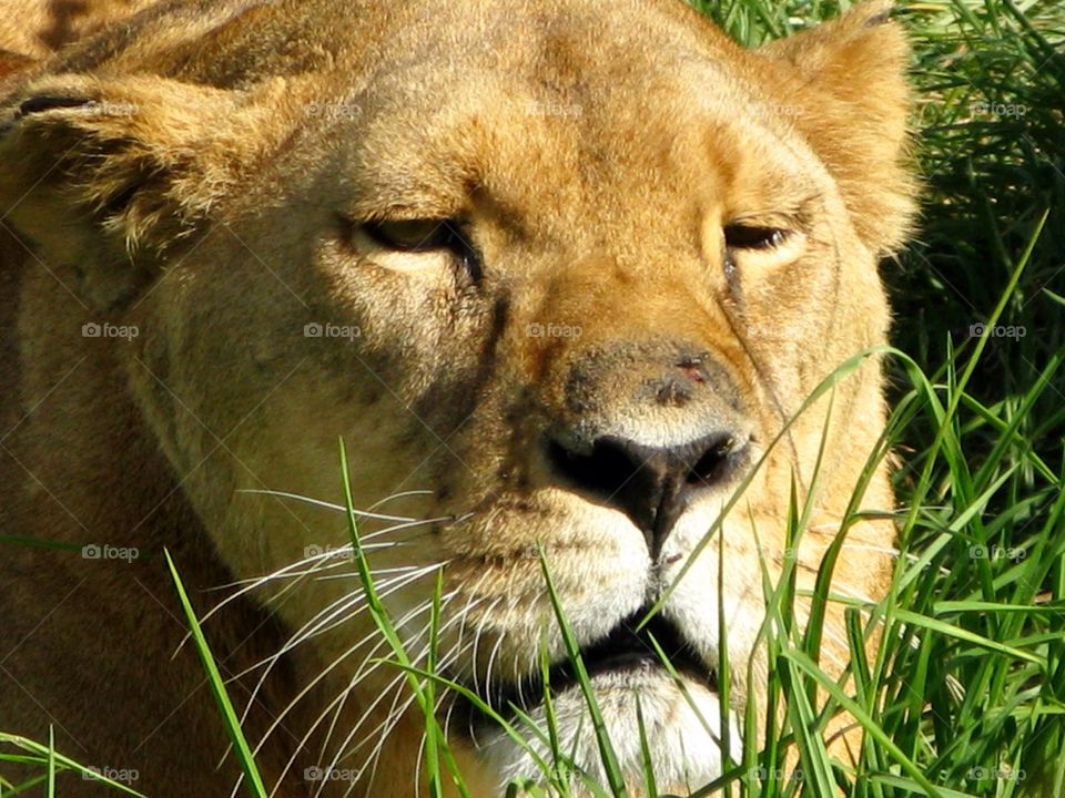 Lioness hiding in the grass