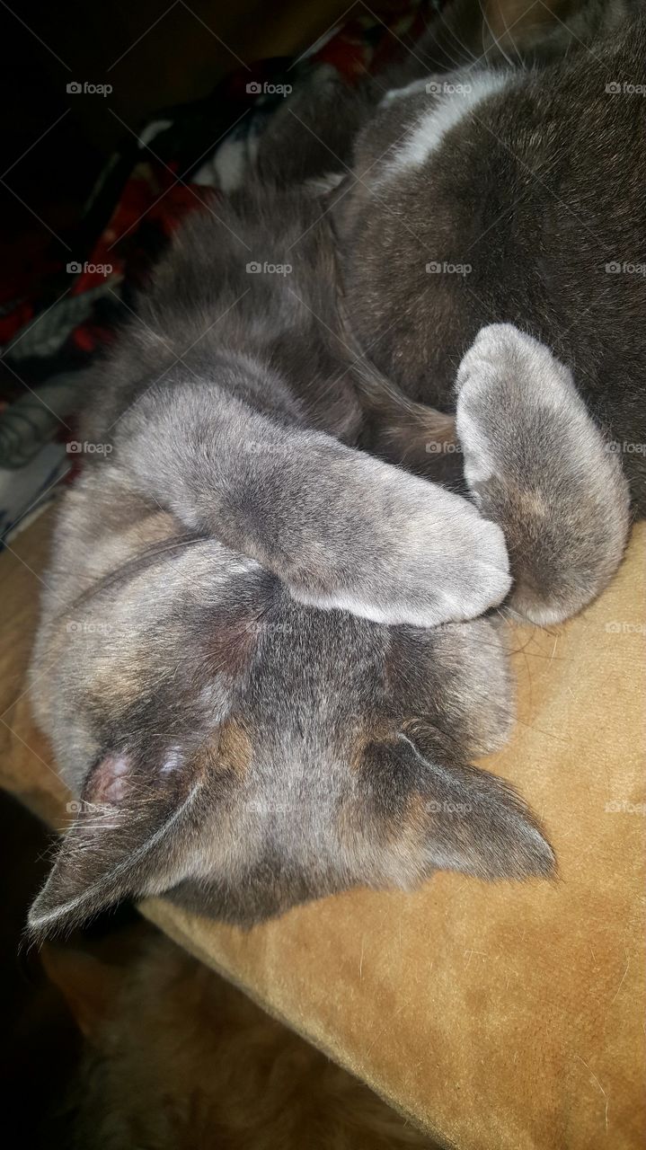 Cat hides face while sleeping