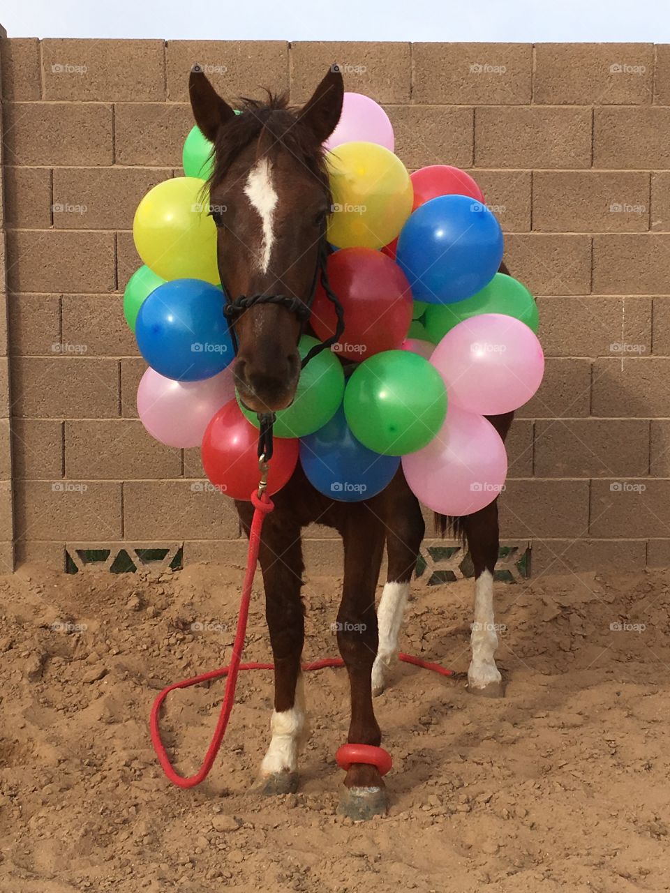 Doc BLM Mustang and Balloons