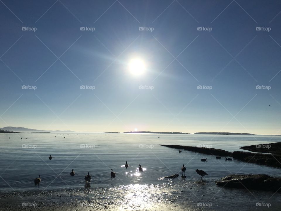 Ducks swimming in the ocean 