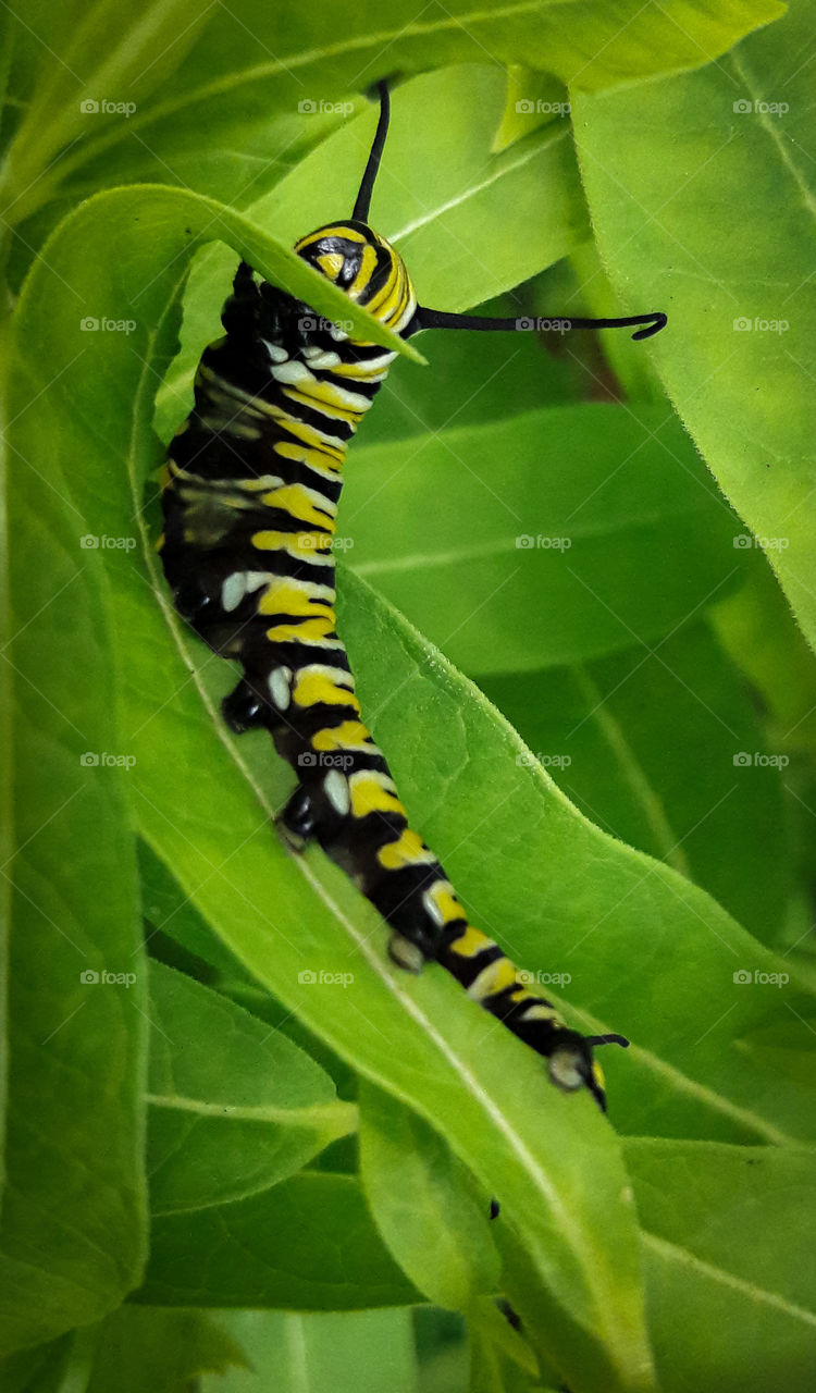A hungry caterpillar eating milkweed