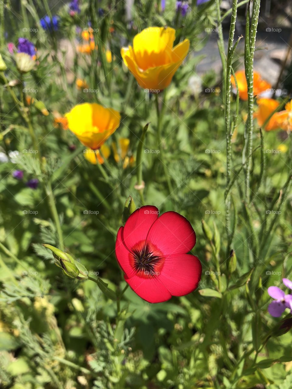 Red poppy