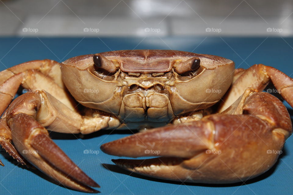 Front view of a crab