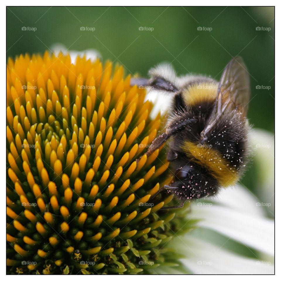 Extreme close-up of bee pollinating on flower