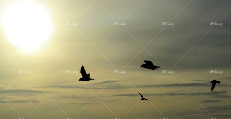 birds in sunset