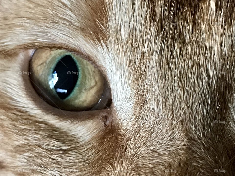 Close up eye shot of a cat