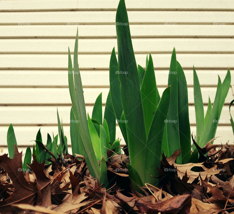 Close-up of plant