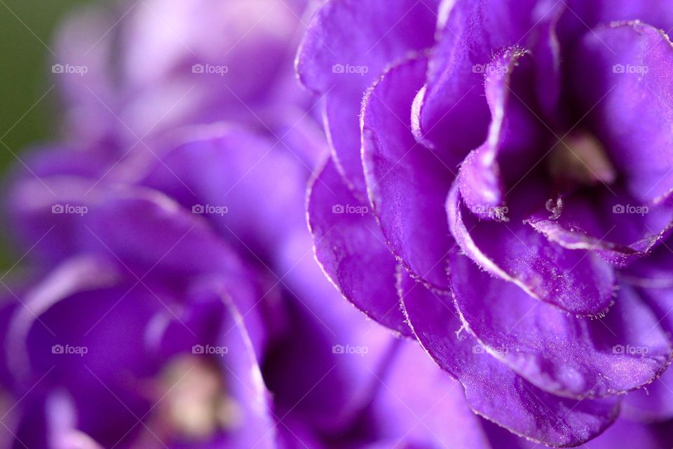 Close-up of a purple Flowers 