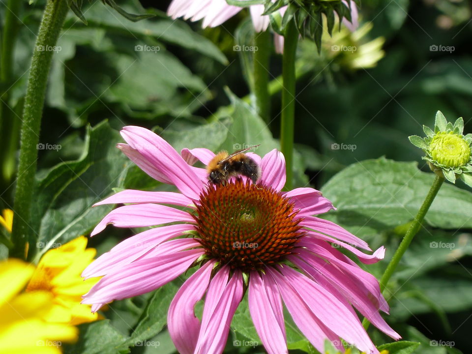 Bee on echinacea flower