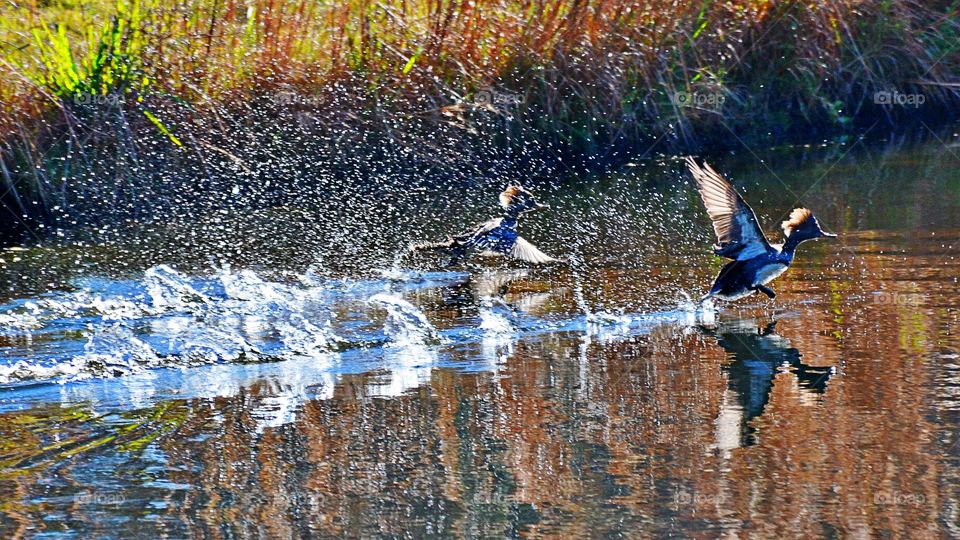 Two mallard duck taking flight from water