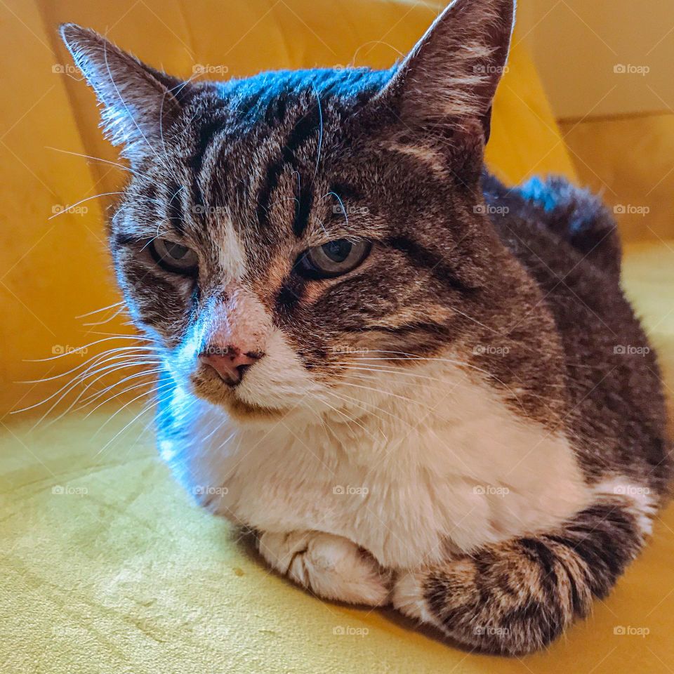 An adorable household cat named Bella.