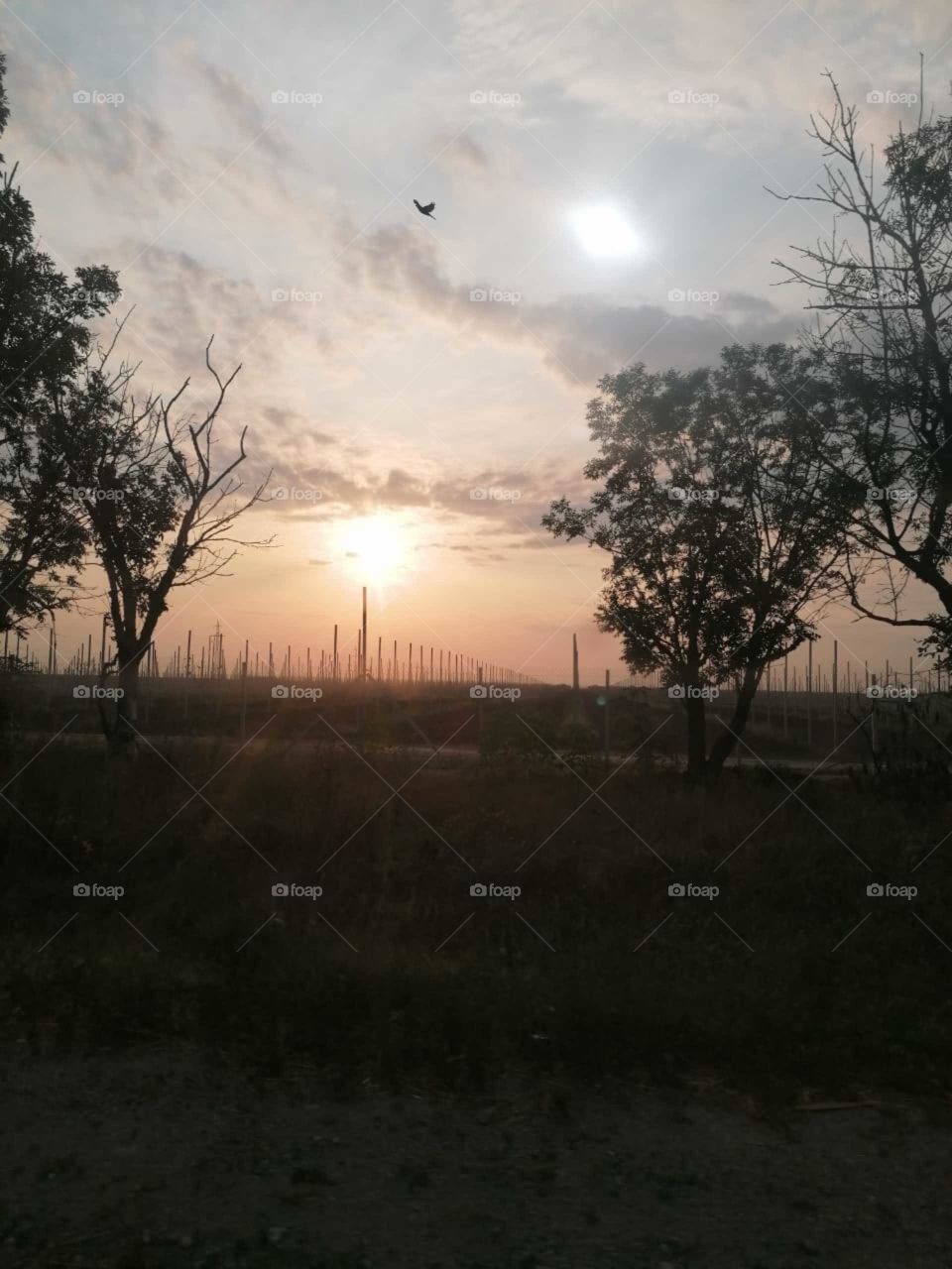 поля и расвет