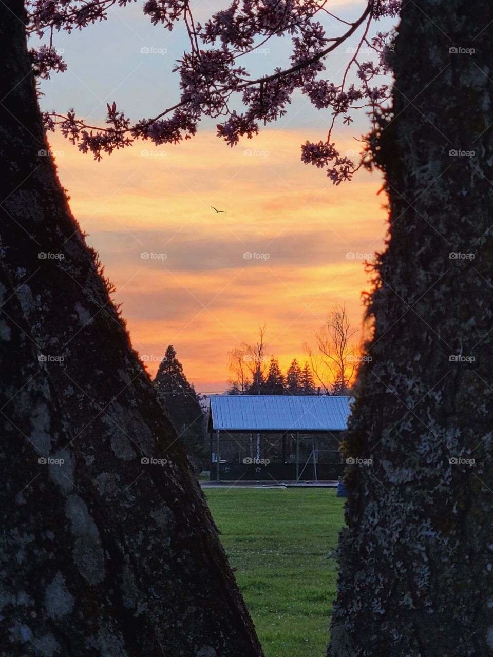 bird soaring in an Oregon spring sunset