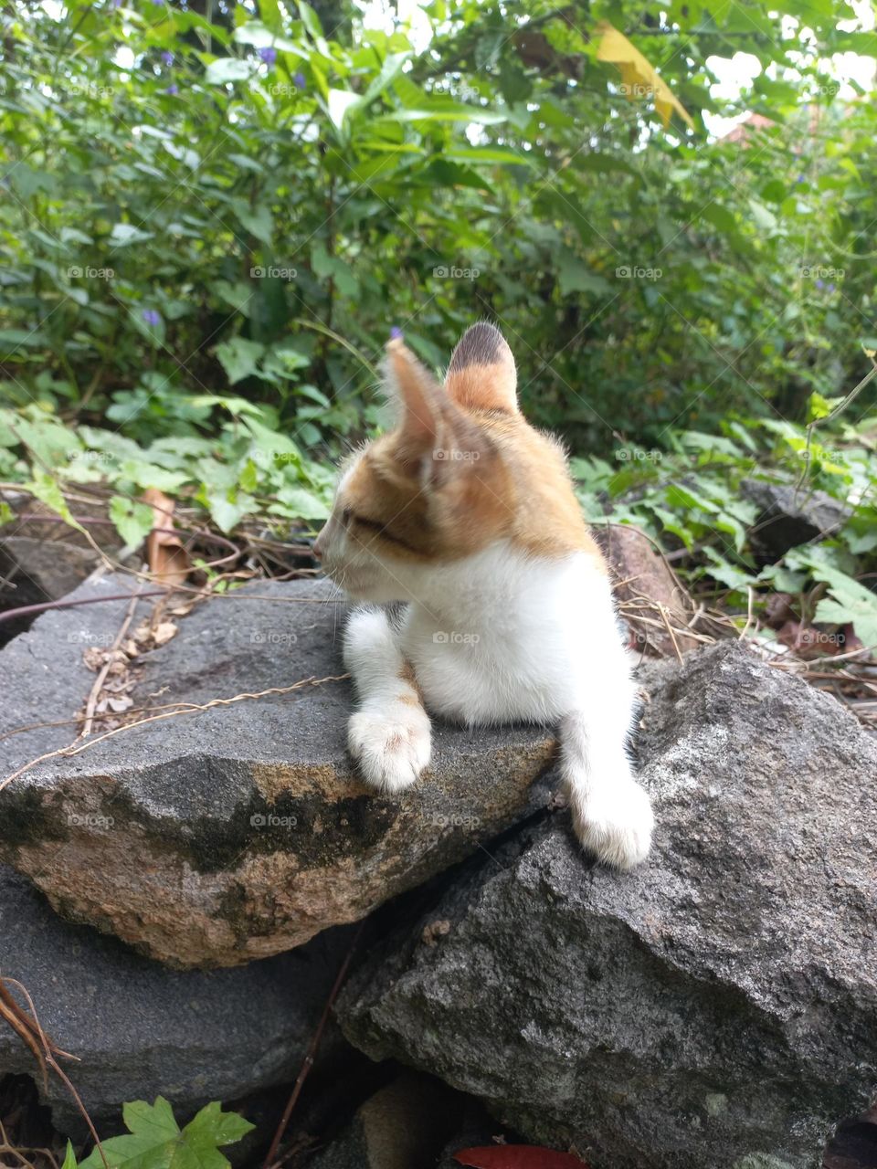 The cute kitten is in the grass garden