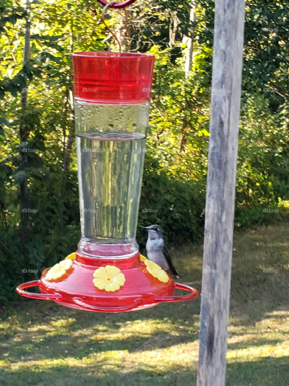 Beautiful hummingbird feeding
