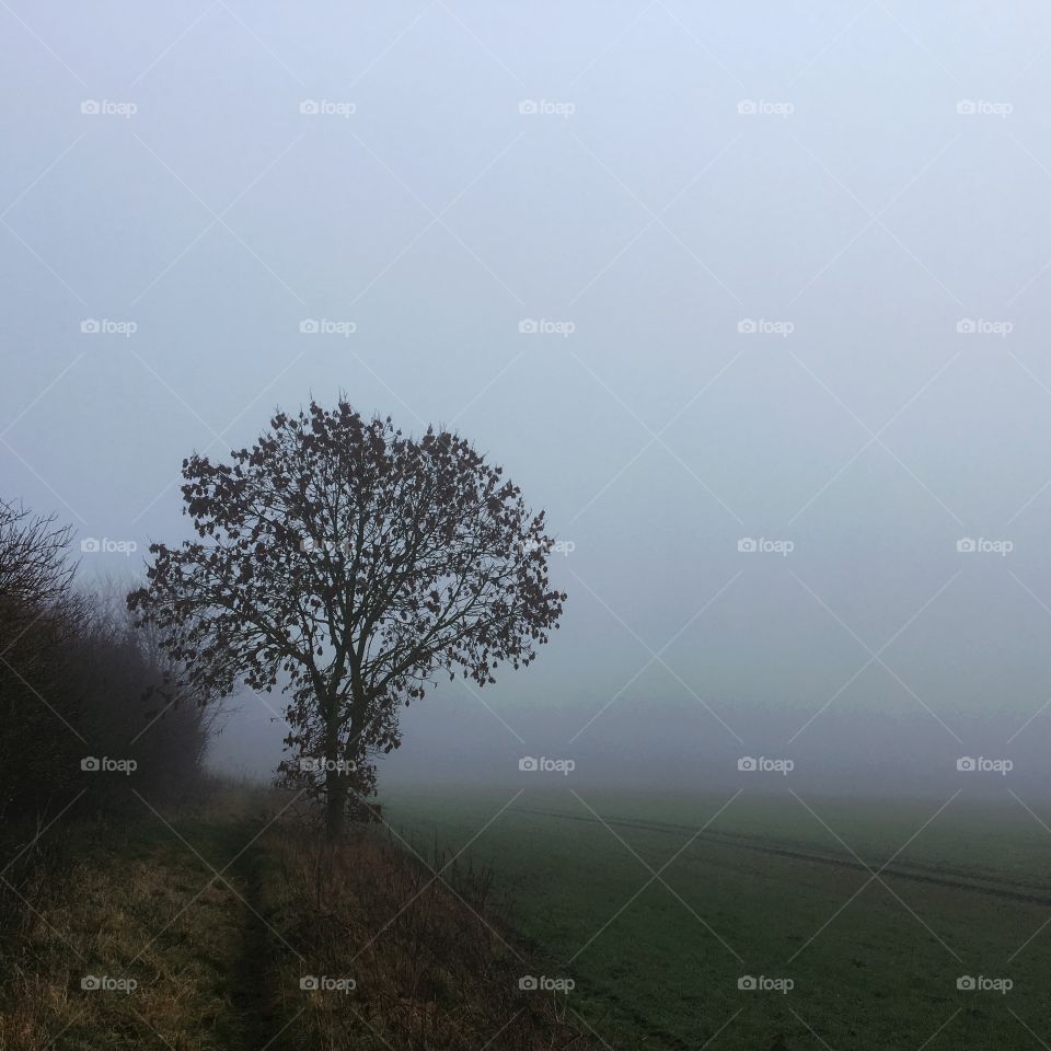 Foggy Landscape