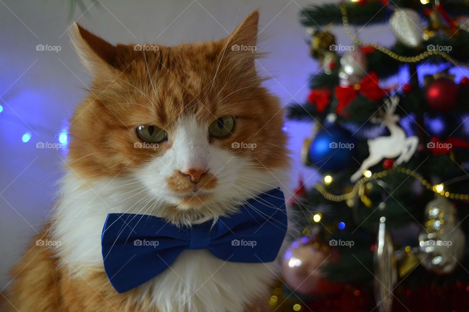 ginger cat in bow tie home Christmas holiday