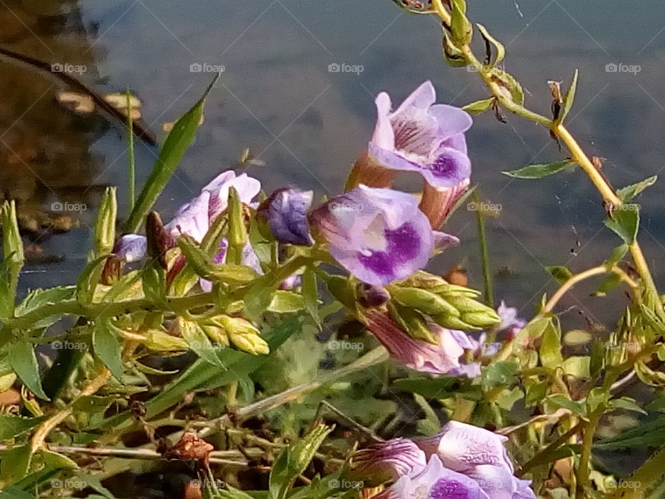 flower 2018-01-17 031 
#আমার_চোখে #আমার_গ্রাম #nature #flower 
#eukaryota #plantae #angiosperms #eudicots