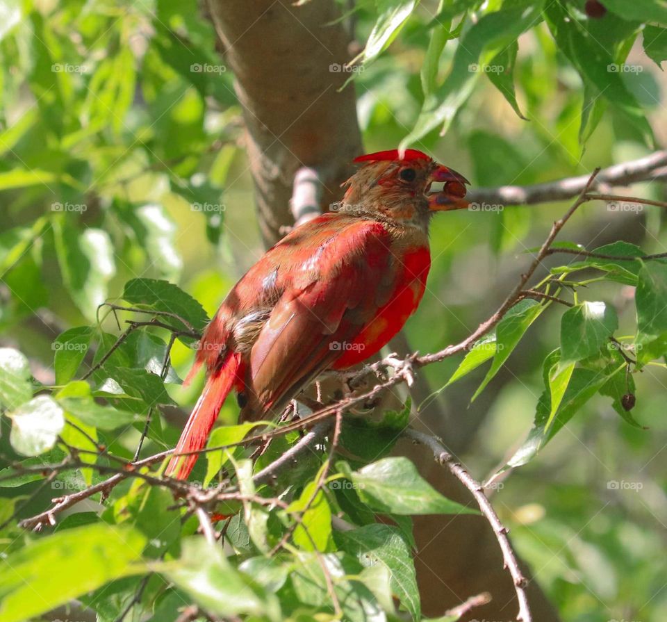 Cardinal in a tree