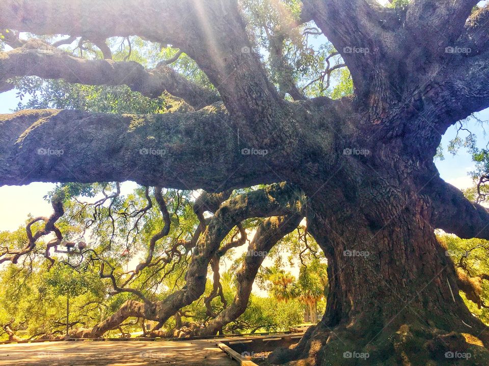 Gnarled branches of a large old oak tree
