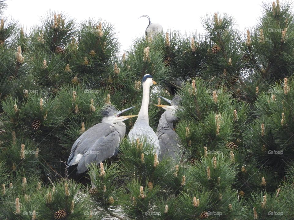 A family of Heron in tree