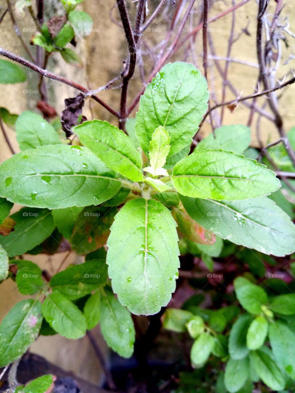 holy basil