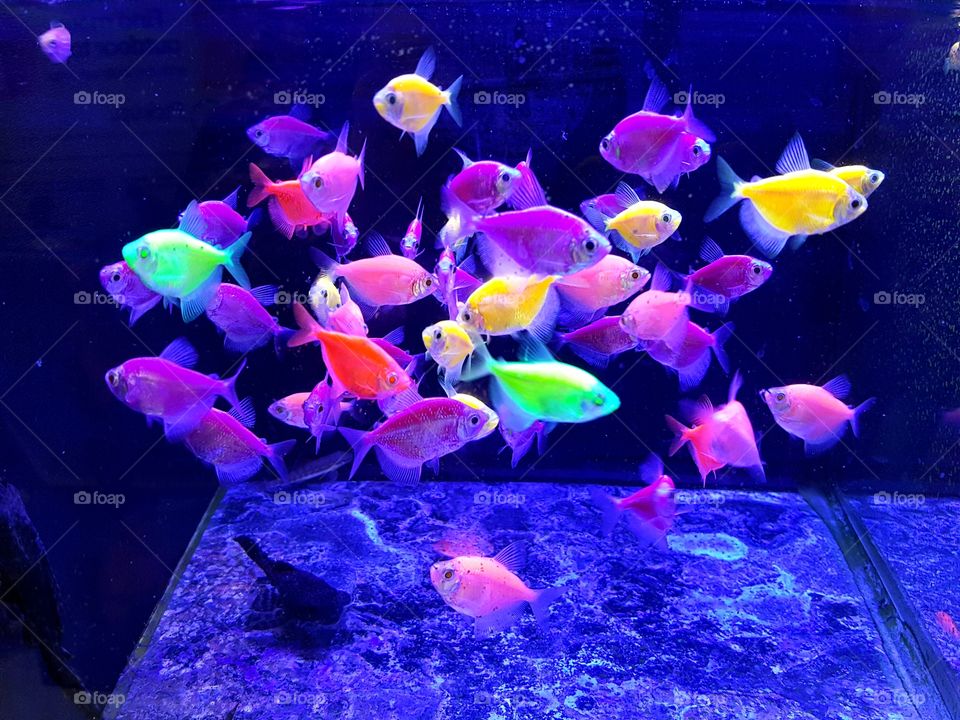 These fish are so awesome looking! I found these glow fishies at the local pet store. I've never seen anything like the green ones!