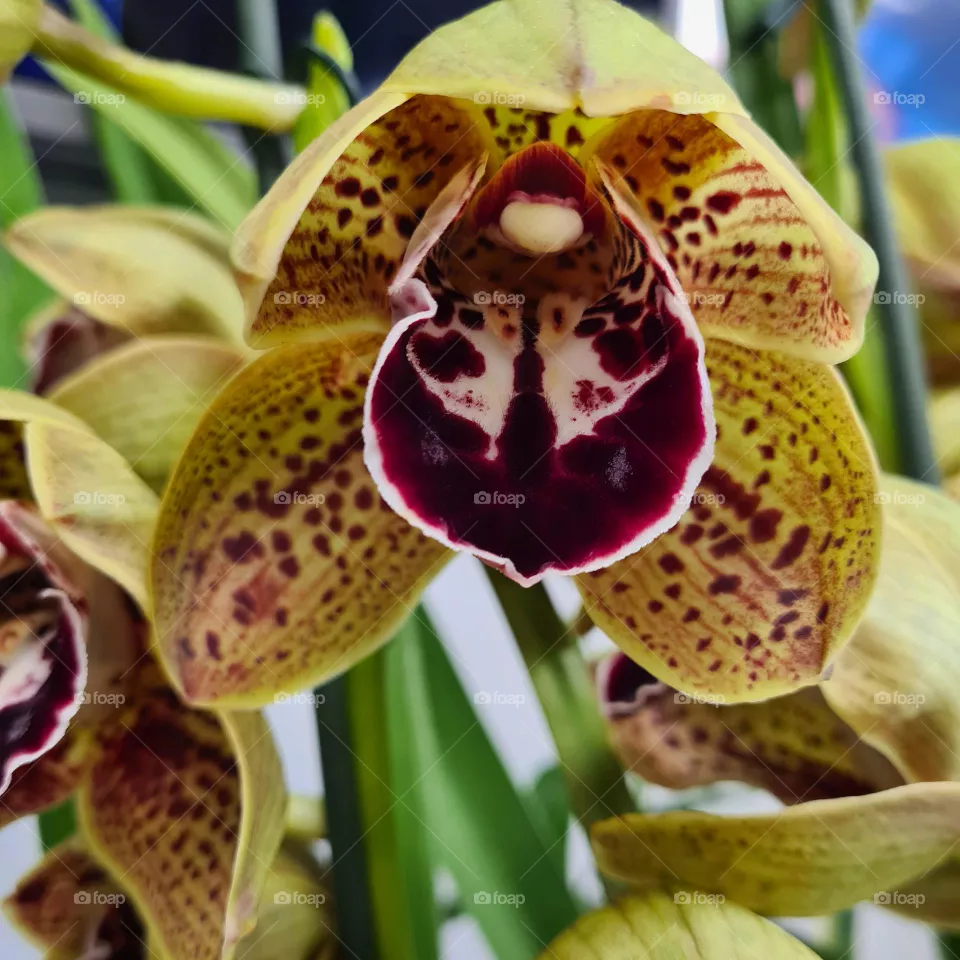 orquídea