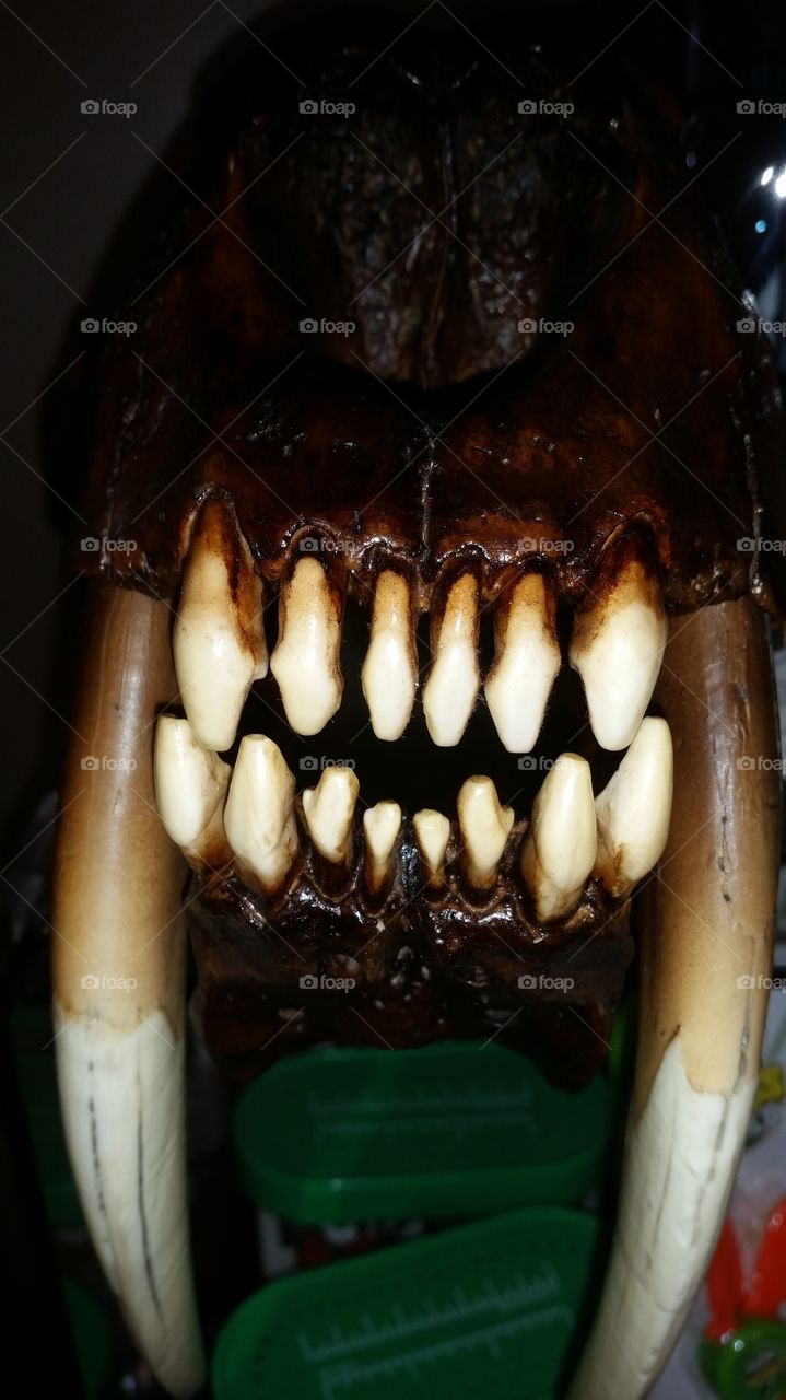 animals teeth