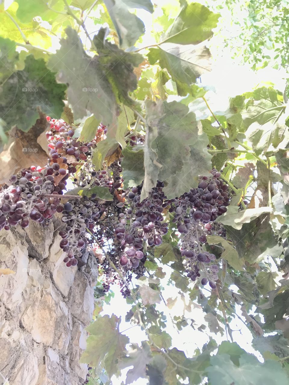  The last part of grapes