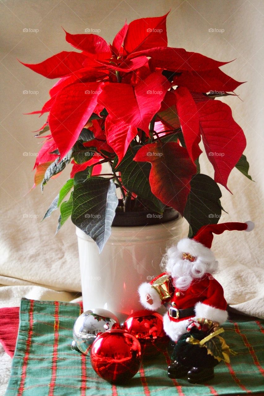 Christmas poinsettia and Santa Clause 