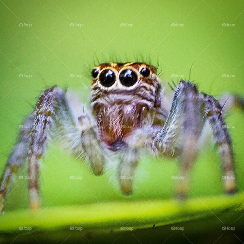 Jumping Spider - I love this spider!!