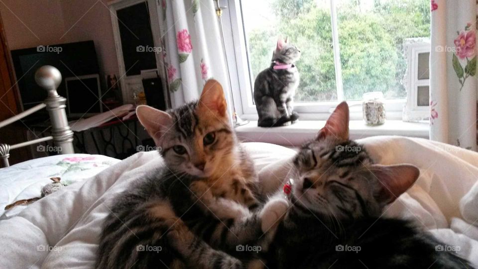 Kitties and Mama