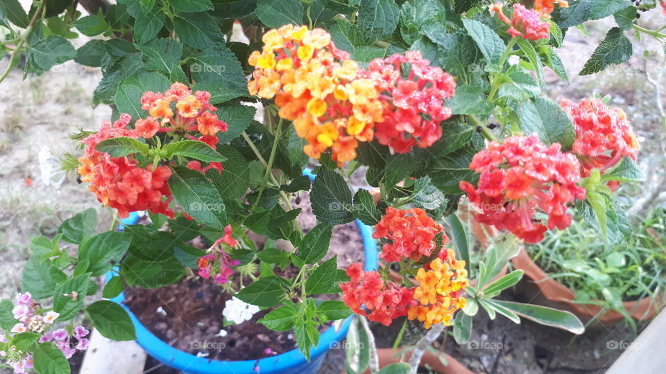 Colourful of Hedge flower