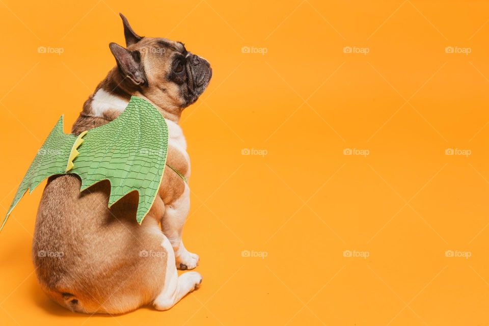 Dog Models Dragon Wings Costume