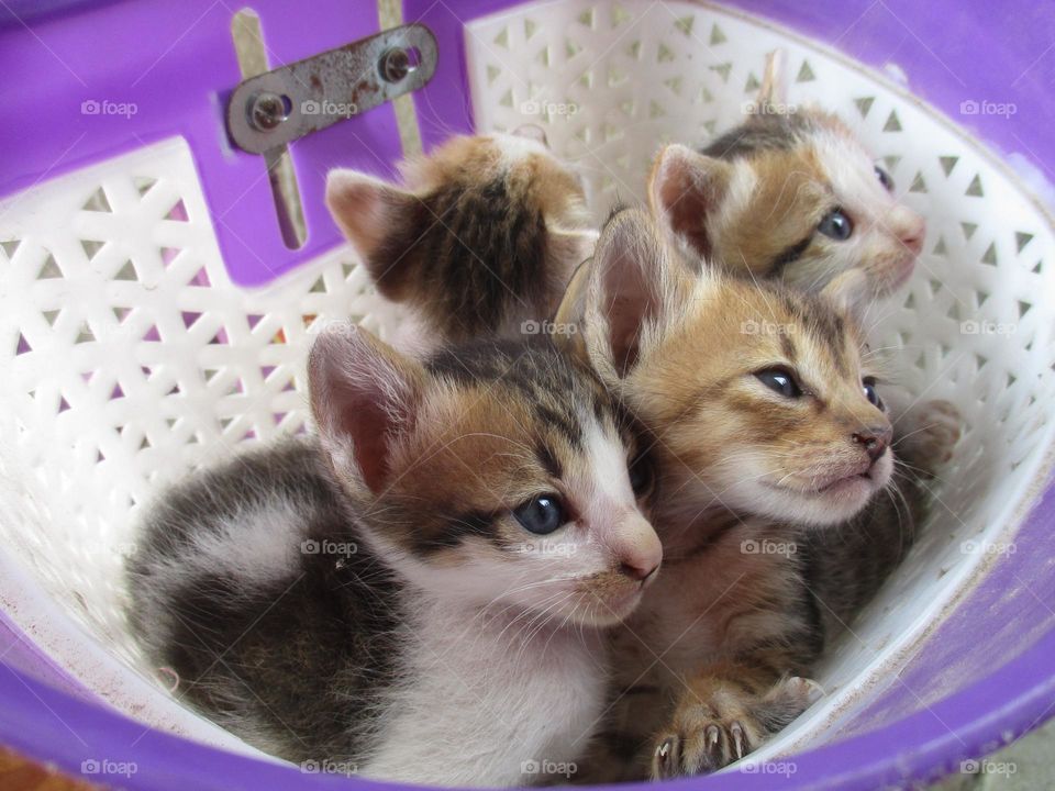 Four cute kittens are in a bicycle bask