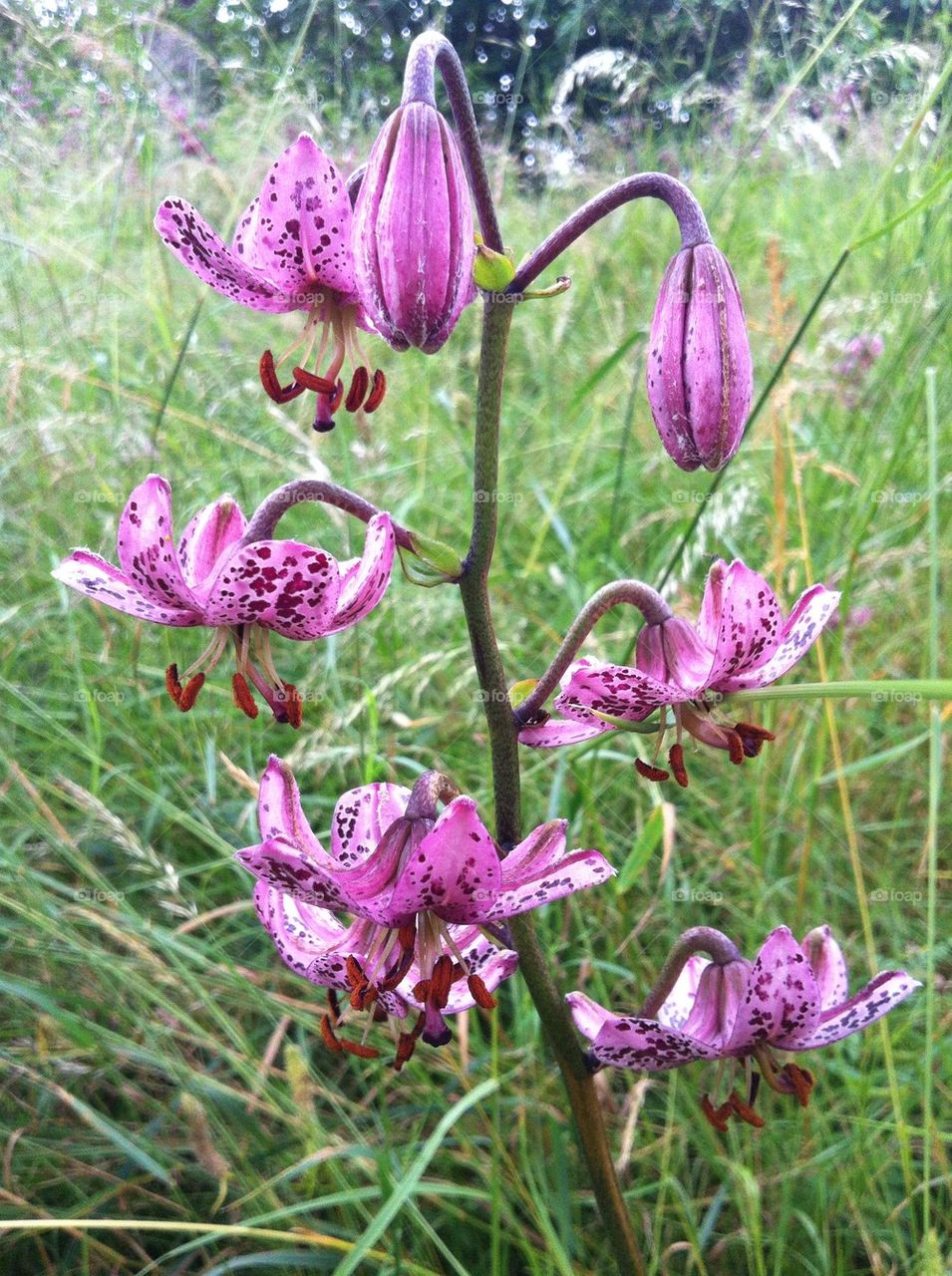 Lilium martagon